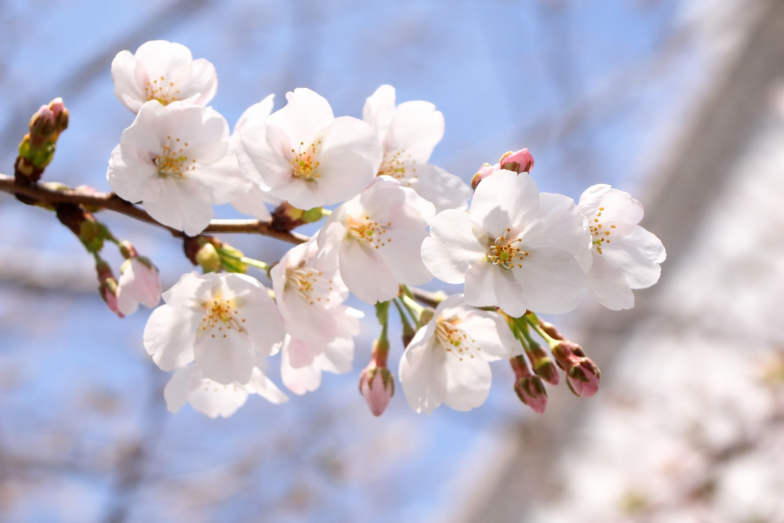 4月、木の芽どきの体と心