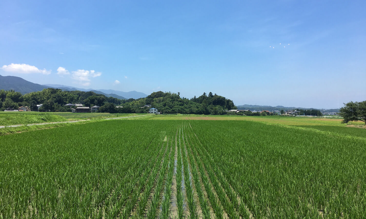 事務所近くの田園風景