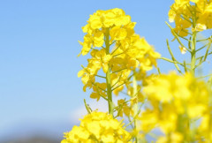 菜の花.jpg
