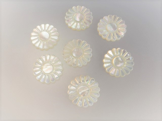 白蝶貝　菊２.JPG
