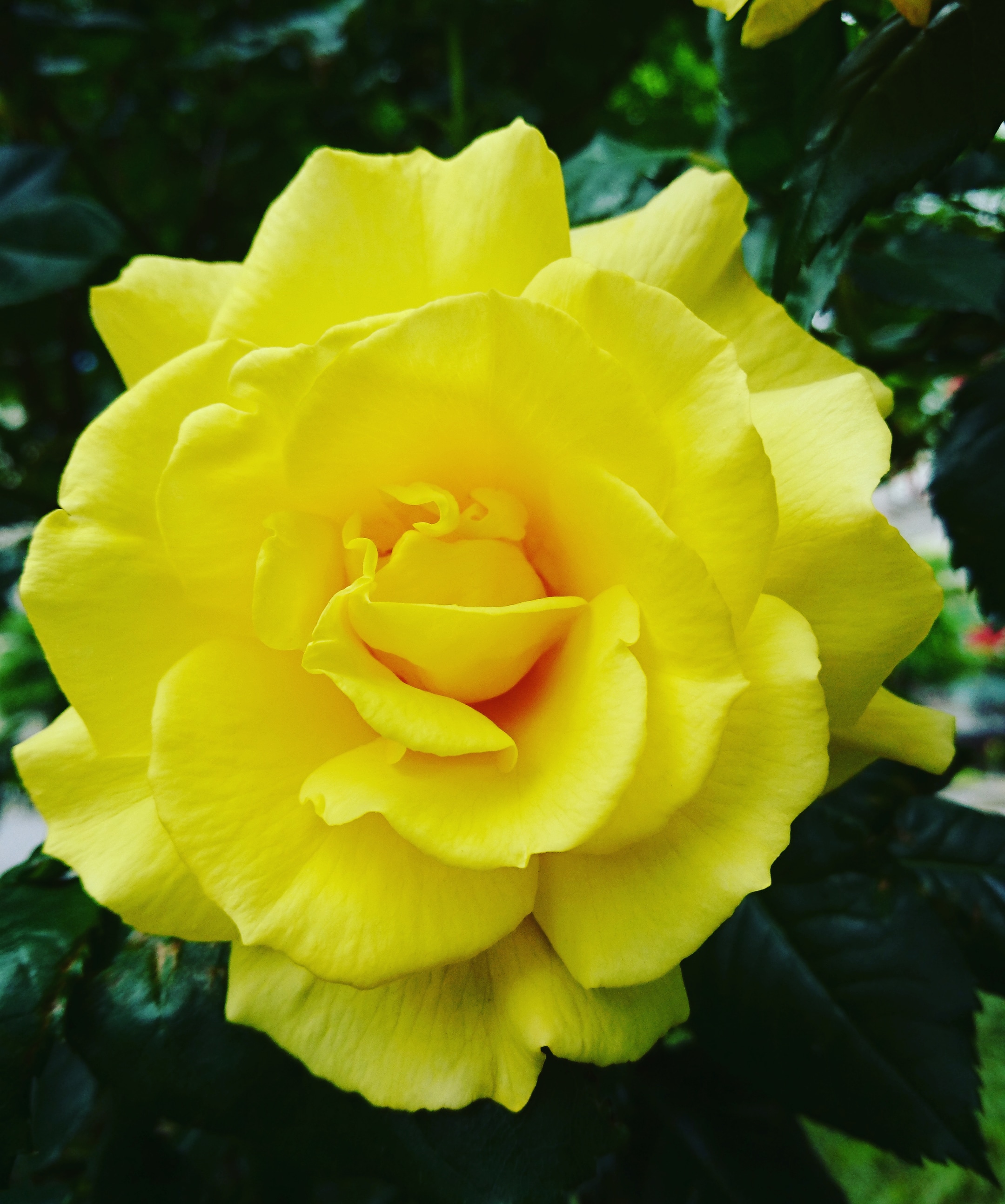 黄色い薔薇の花言葉は 友情と友愛 Sushma Blue Moon Official Site