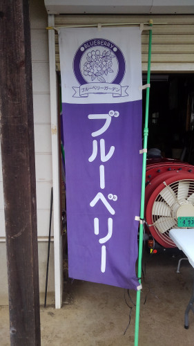 ブルーベリーつみ取り販売のお知らせ