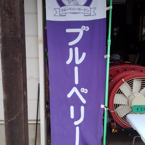7月9日のブルーベリーつみ取り販売のお知らせ
