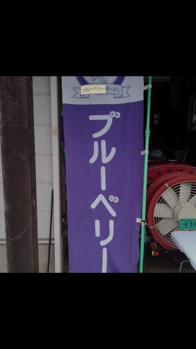 7月17日(水)のブルーベリーつみ取り販売のお知らせ
