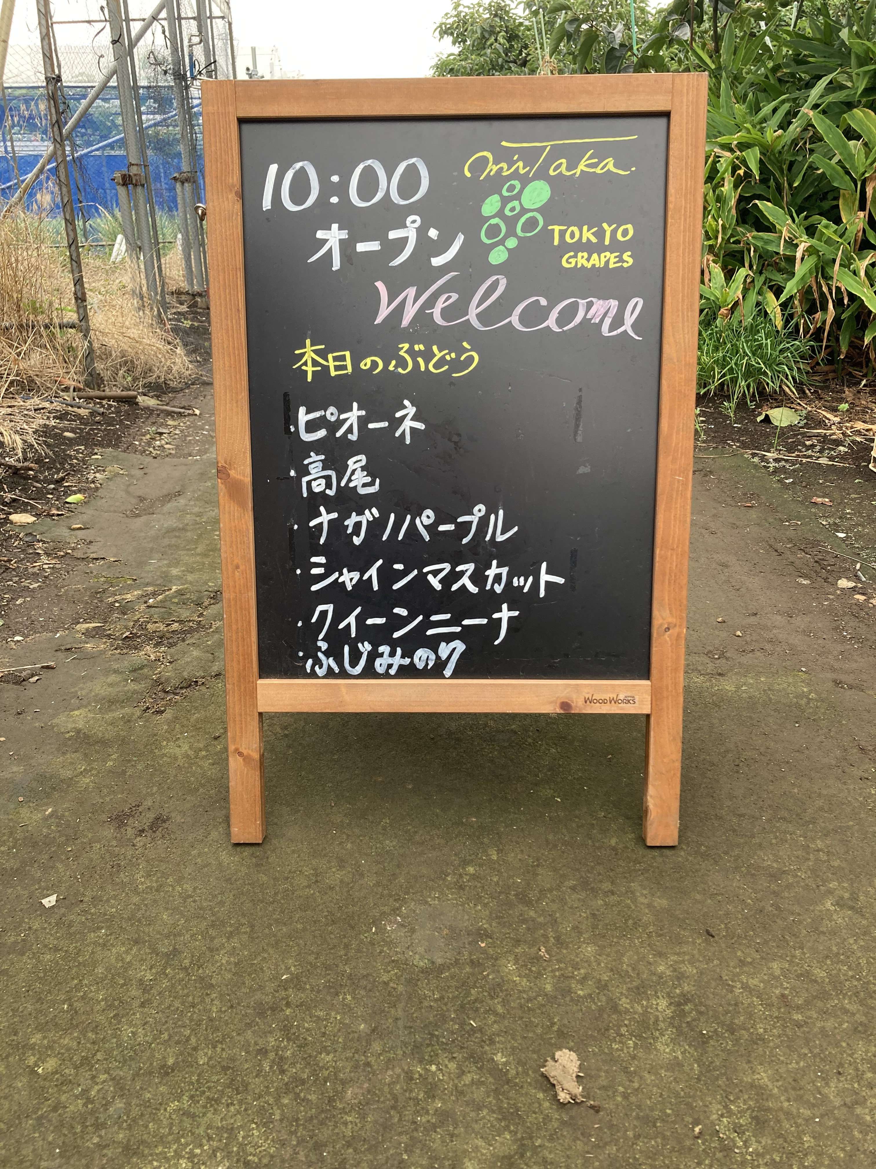 8月13日(水)のぶどう直売のお知らせ