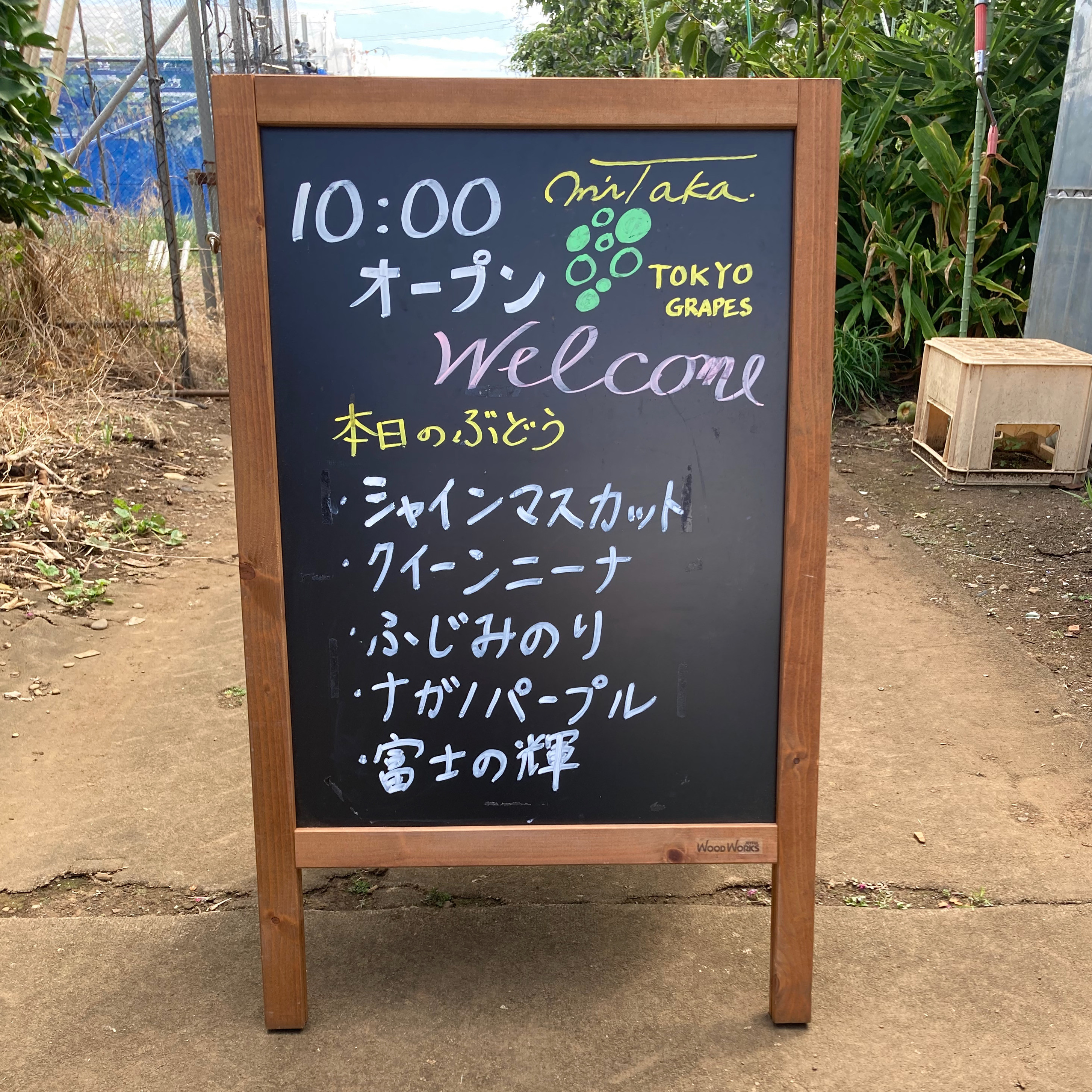 8月17日(日)のぶどう直売のお知らせ