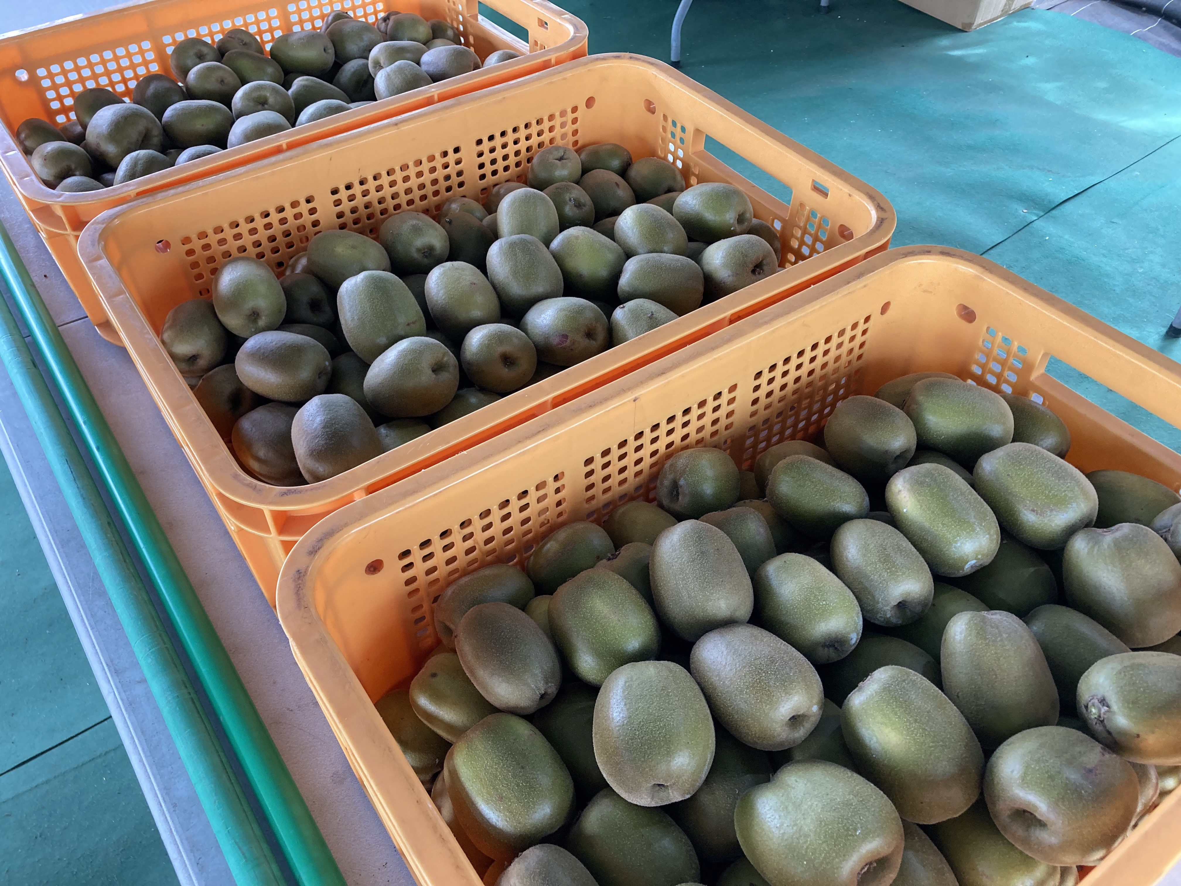 秋の果物販売のお知らせ