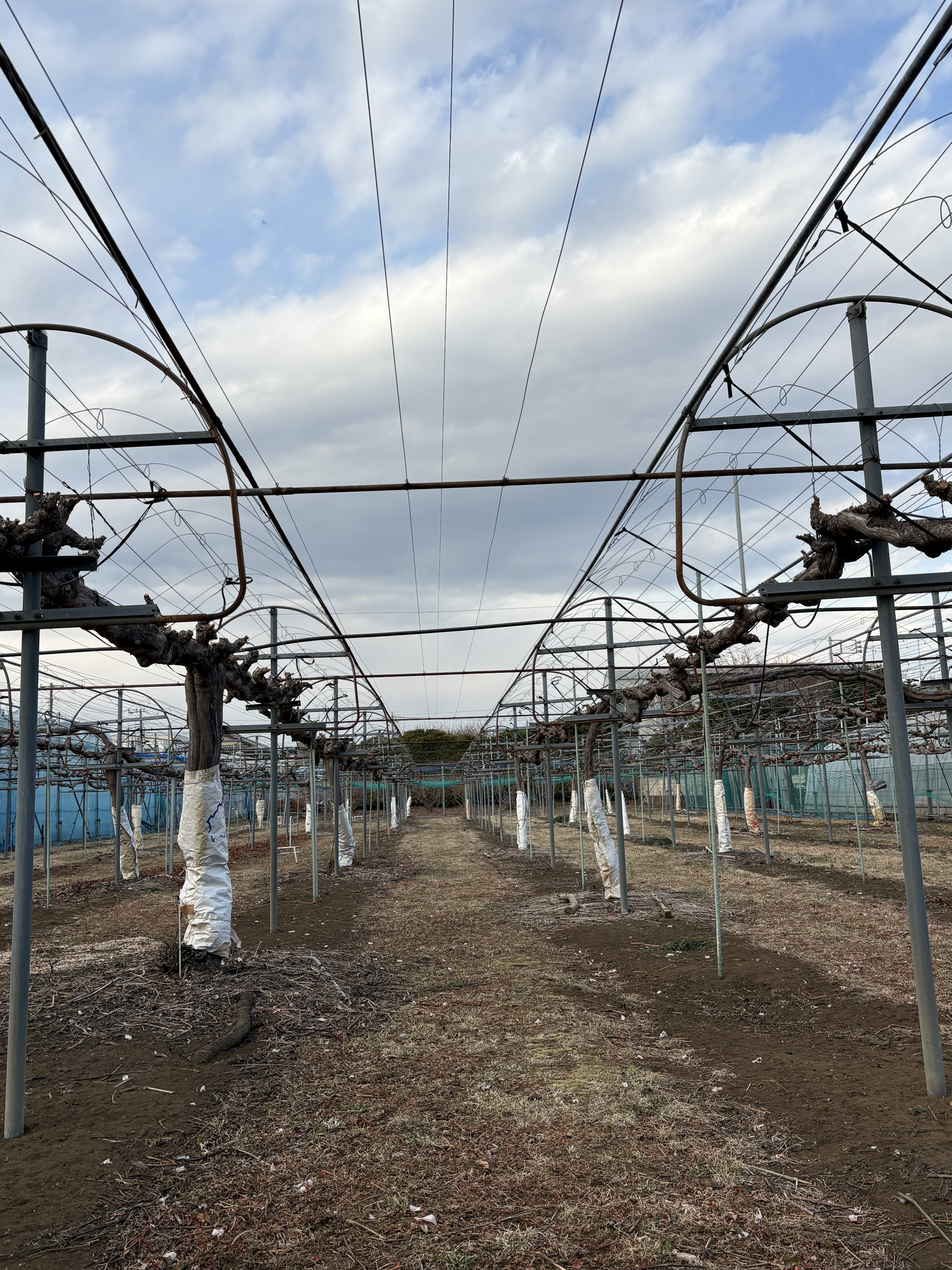 ぶどうの剪定が終わりました