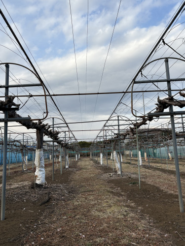 ぶどうの剪定が終わりました