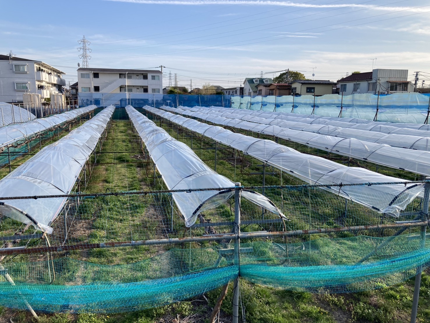 ぶどうのビニール張り