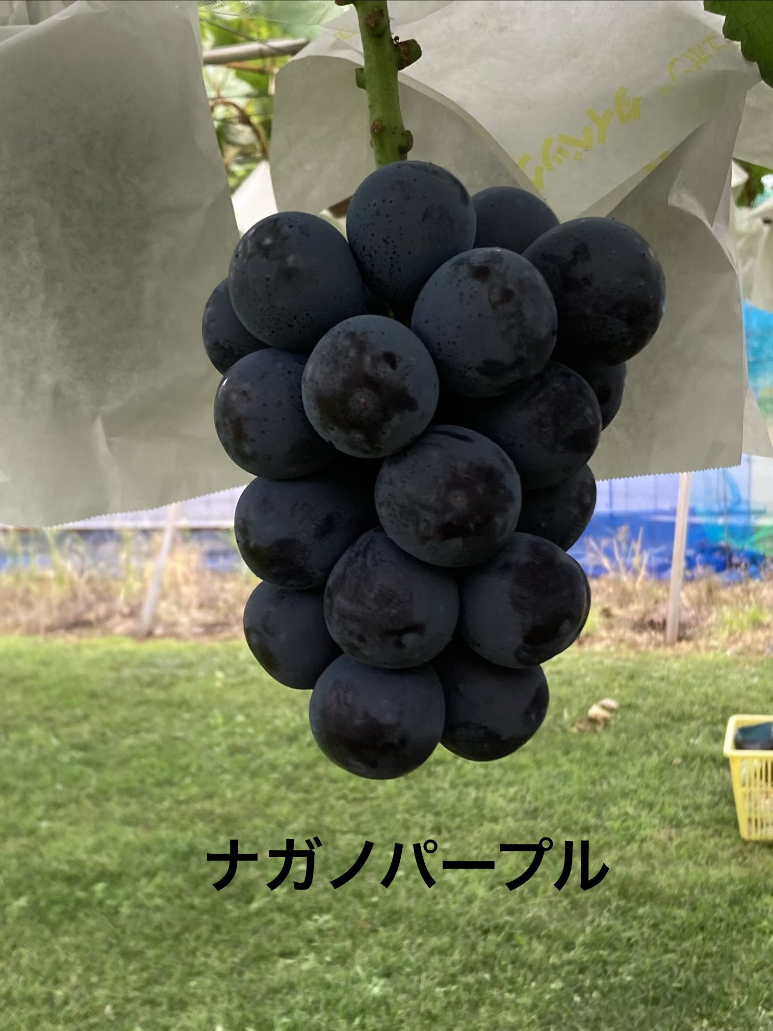 ぶどうの販売について