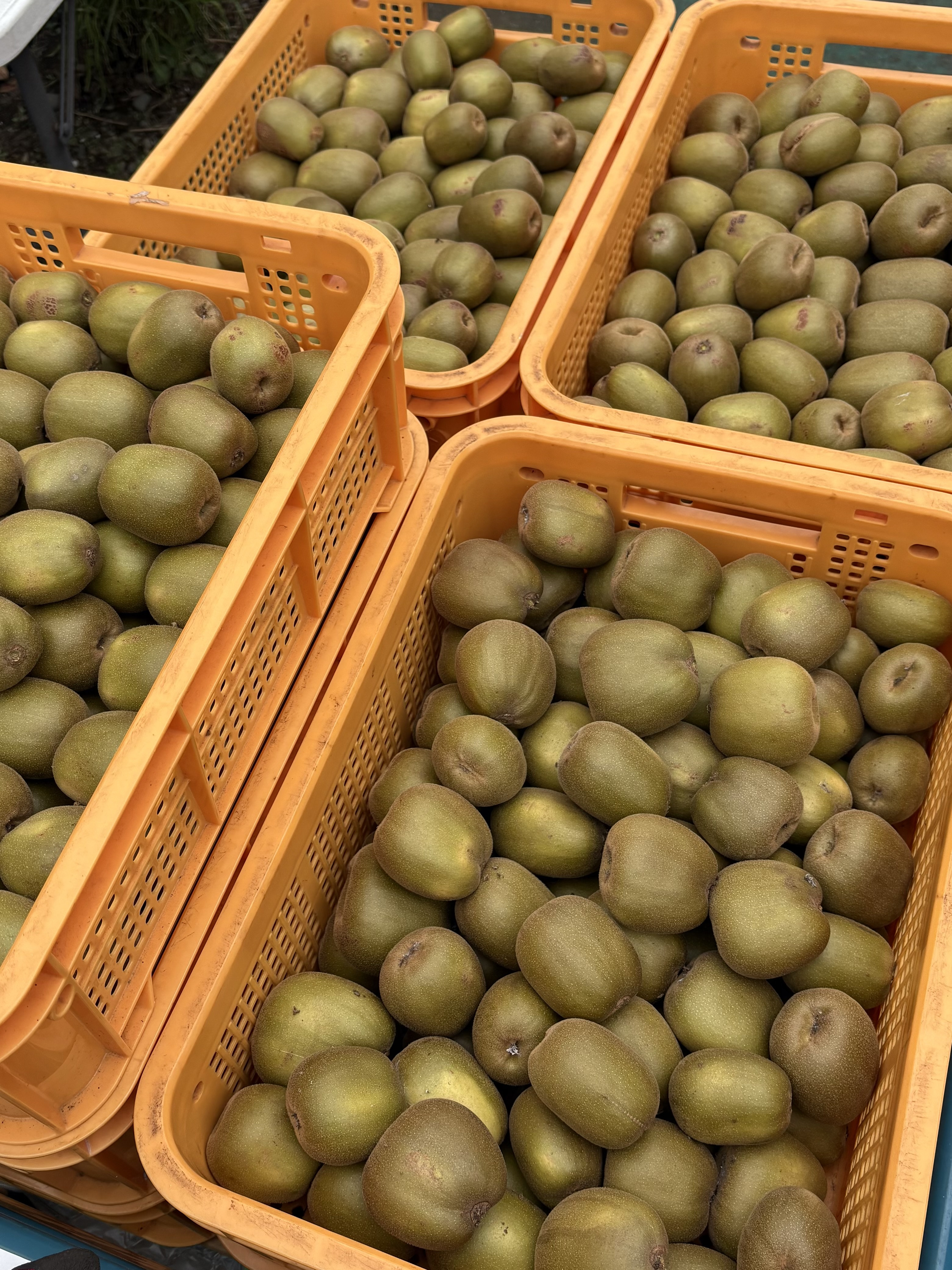 秋の果物直売のお知らせ