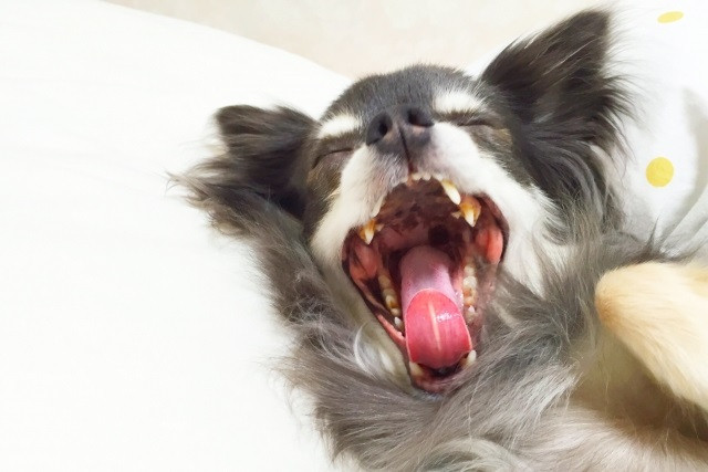 ワンちゃんの歯周病について 定期的な犬の歯石除去なら千葉のモンプティモモ