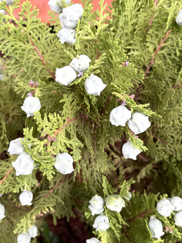 IMG_9037.jpeg