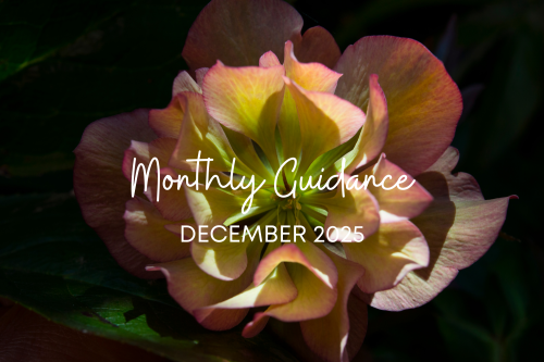 【12月】サロン便り