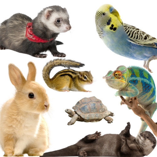 アイアンラダーラッ (1).png