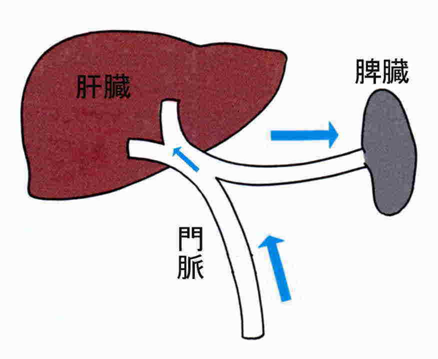 が 白血球 少ない 数