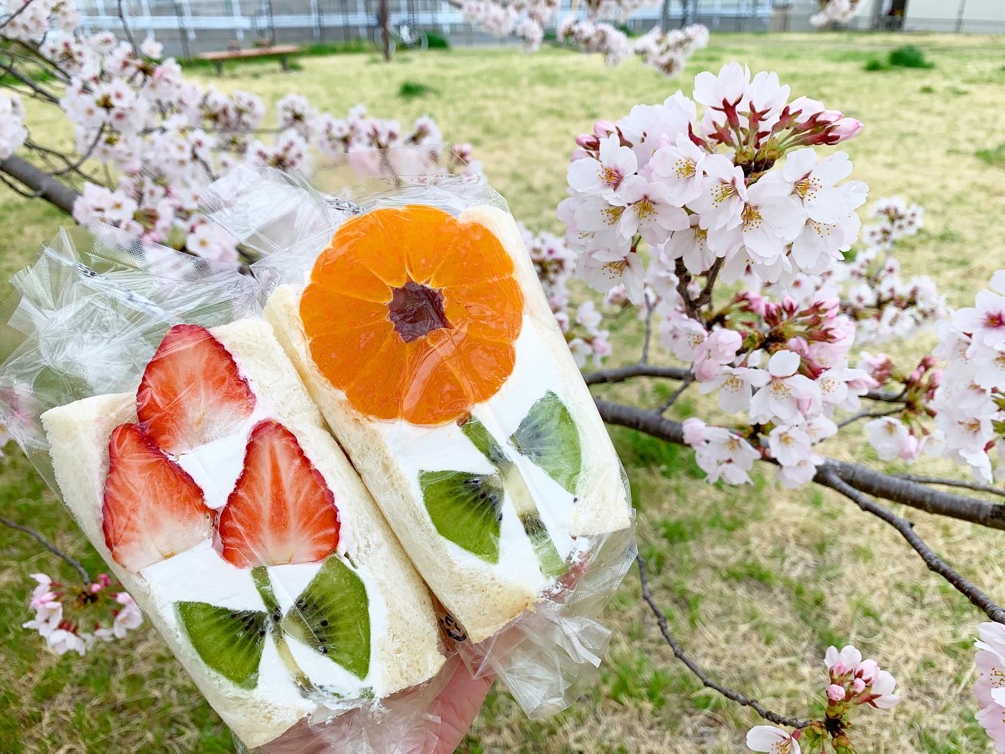 🌸桜の下で写真撮影🌸  〜キャンペーン開催〜