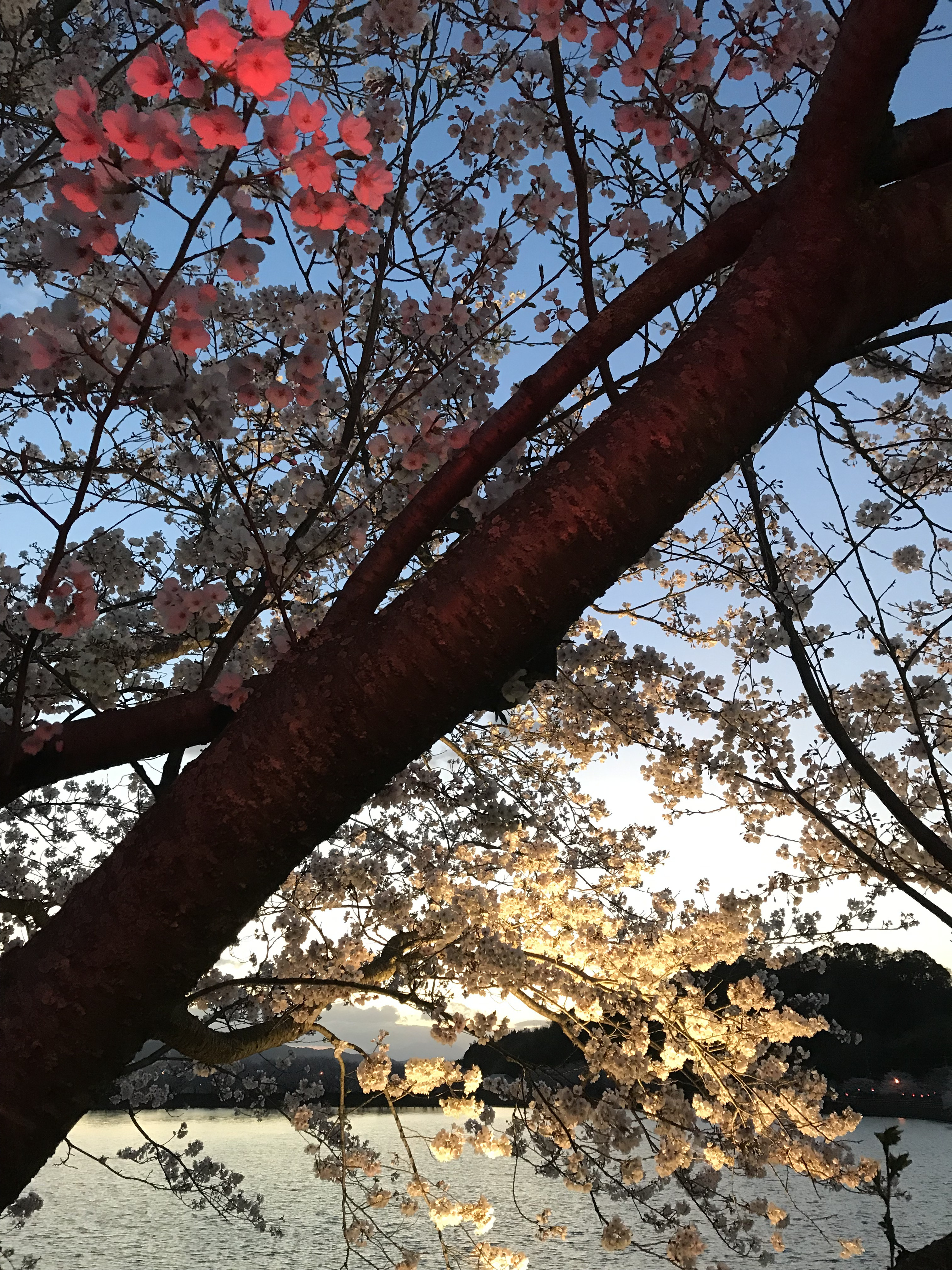 春の遠足（ノルディック・ウォーカーズ倶楽部）