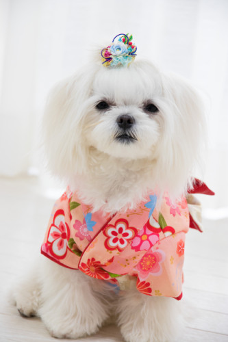 ペット七五三予約受付中 湊稲荷神社 願懸け高麗犬 狛犬 新潟市 公式 ペット七五三予約受付中 湊稲荷神社 願懸け高麗犬 狛犬 新潟市 公式