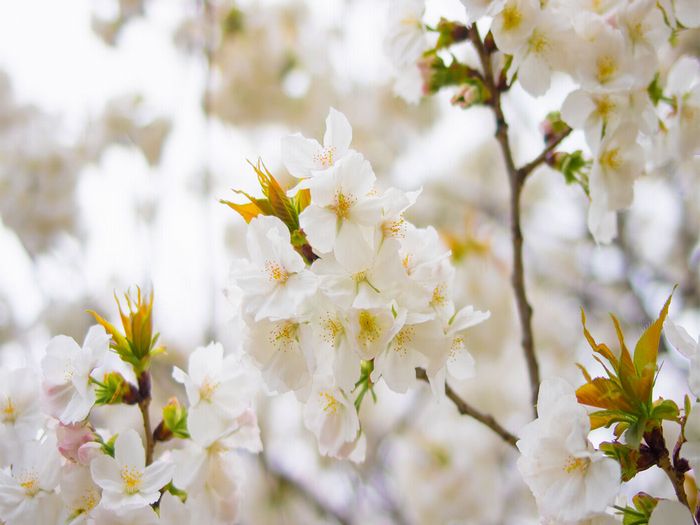 境内には、ソメイヨシノをはじめ、花々が四季を教えてくれます。