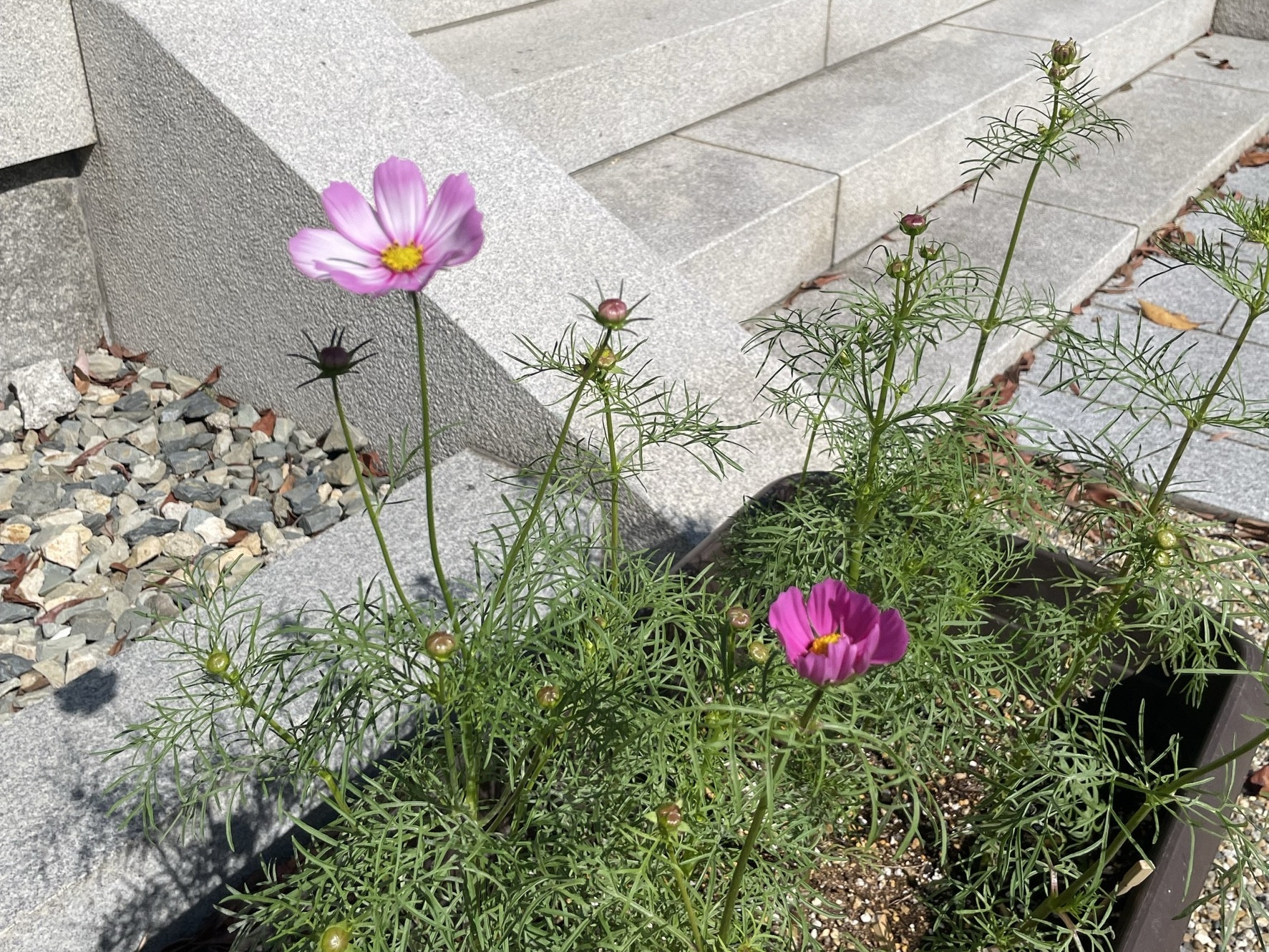 コスモス開花宣言