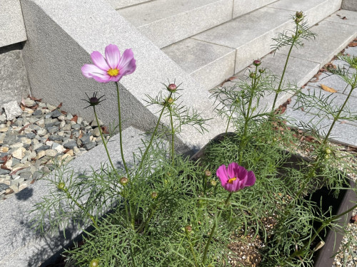 コスモス開花宣言