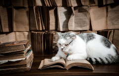 cat-8161145_1280.jpg