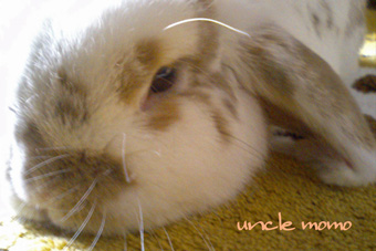 ミニチュア・ドールハウス、雑貨の店「uncle momo」のドールハウス作家