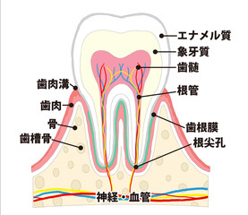 歯と健康の関係③