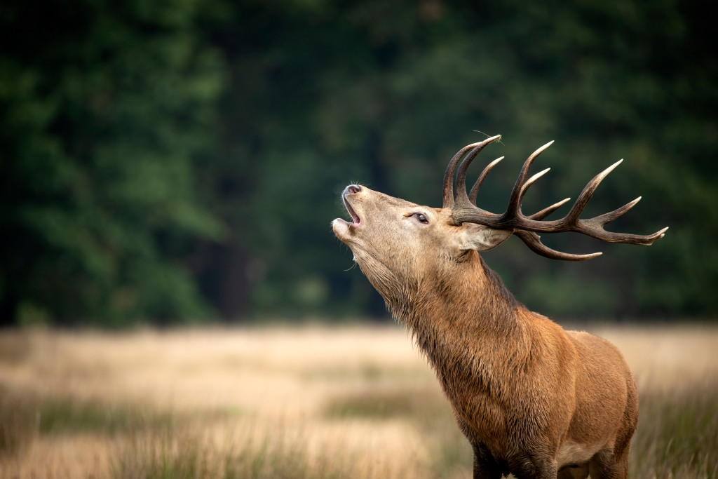 W1024Q100_AdobeStock_297149368.jpeg