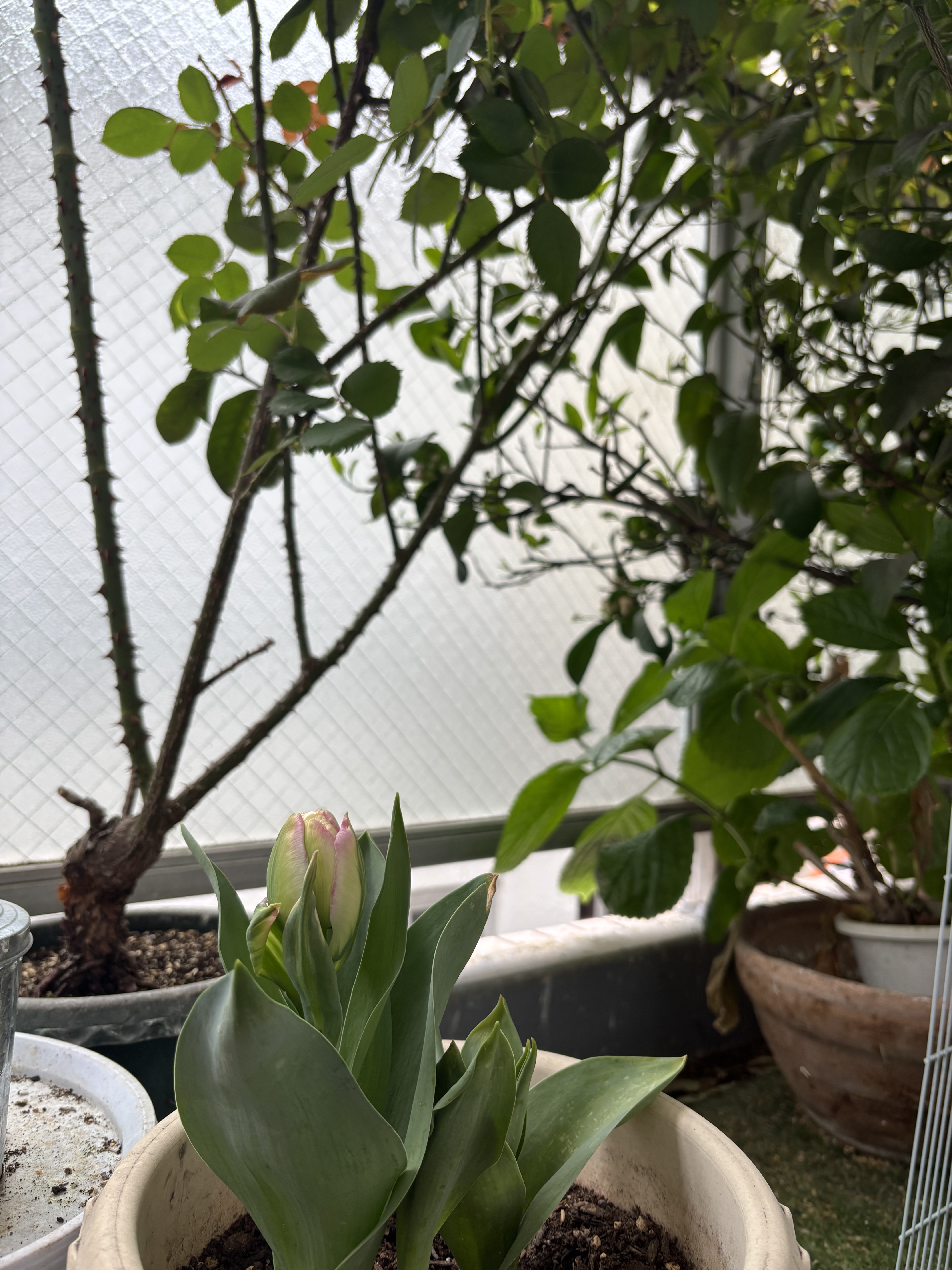 新しい石鹸レシピ完成しました✨