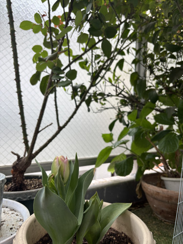 新しい石鹸レシピ完成しました✨