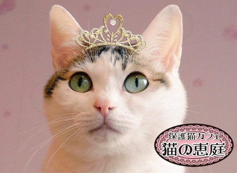 大阪難波で猫と遊ぶならおすすめ 保護猫カフェ 猫の恵庭