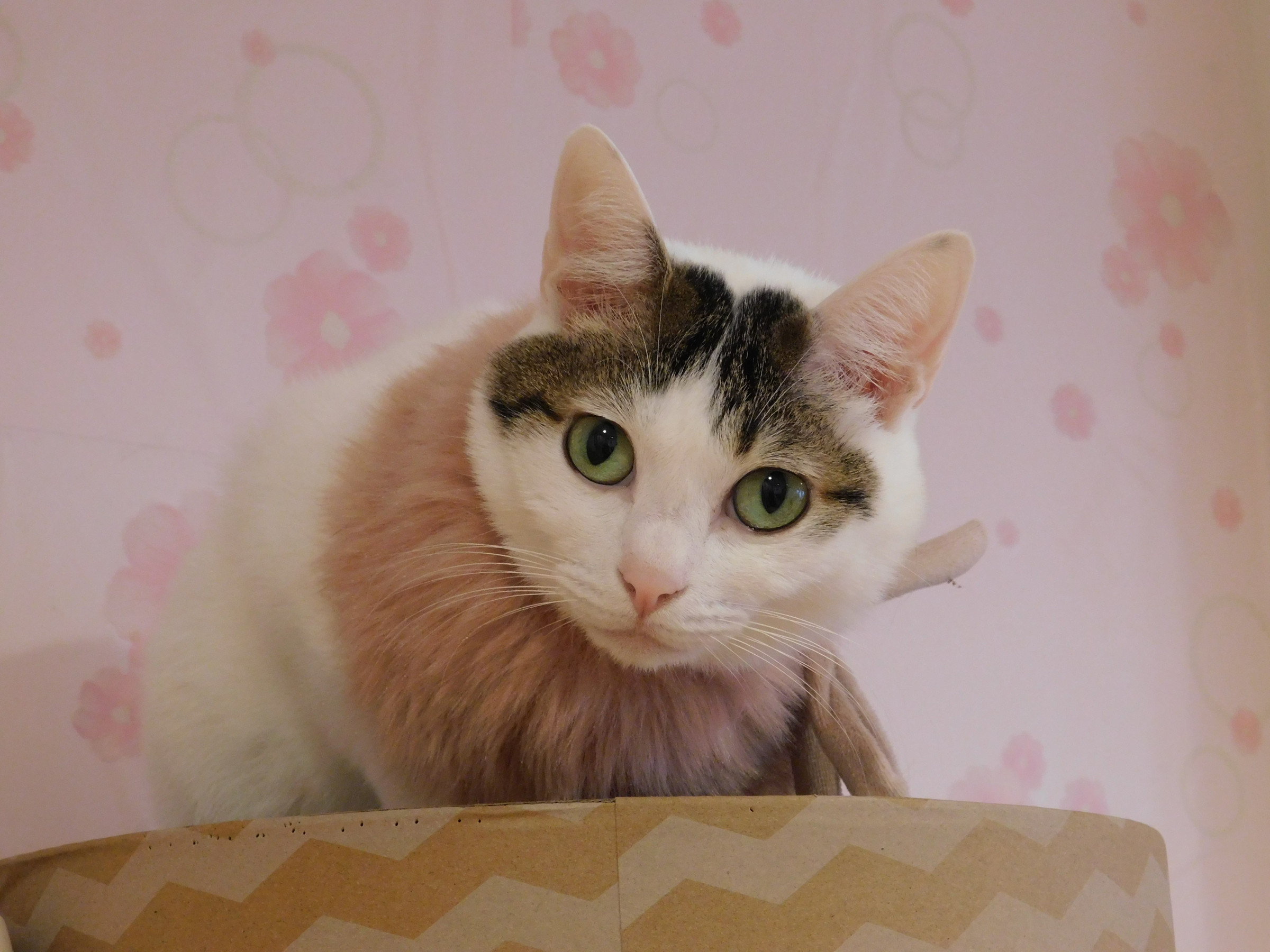 大阪　難波｜保護猫カフェ猫の恵庭
