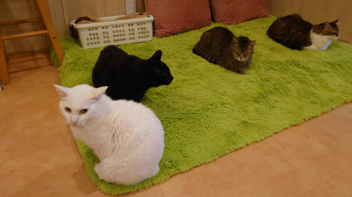 #大阪 #難波#なんば #猫カフェ #保護猫カフェ猫の恵庭