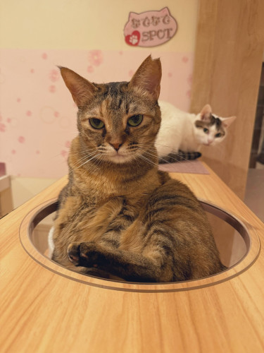 #大阪 #難波#なんば #猫カフェ#猫カフェ#保護猫カフェ猫の恵庭
