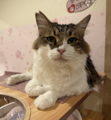 #大阪 #難波#なんば #猫カフェ#猫カフェ#保護猫カフェ猫の恵庭