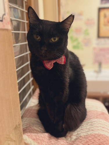 #大阪 #難波#なんば #猫カフェ#猫カフェ#保護猫カフェ猫の恵庭