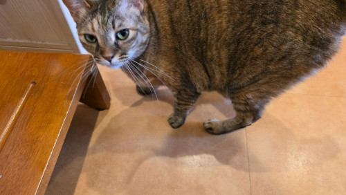 #大阪 #難波#なんば #猫カフェ#猫カフェ#保護猫カフェ猫の恵庭
