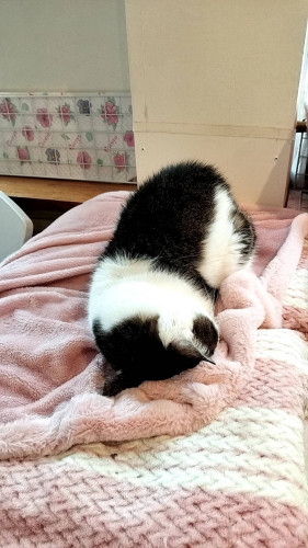 #大阪 #難波#なんば #猫カフェ#猫カフェ#保護猫カフェ猫の恵庭