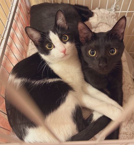 #大阪 #難波#なんば #猫カフェ#猫カフェ#保護猫カフェ猫の恵庭