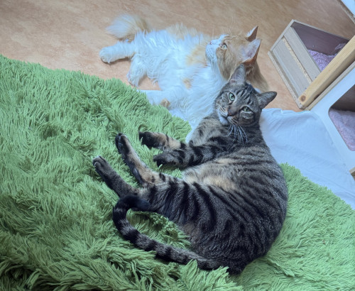 #大阪 #難波#なんば #猫カフェ#猫カフェ#保護猫カフェ猫の恵庭