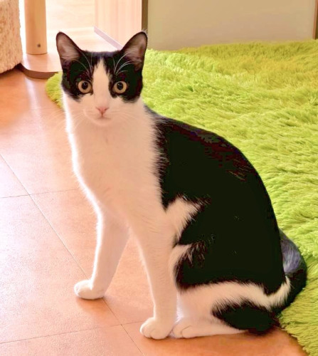 #大阪 #難波#なんば #猫カフェ#猫カフェ#保護猫カフェ猫の恵庭