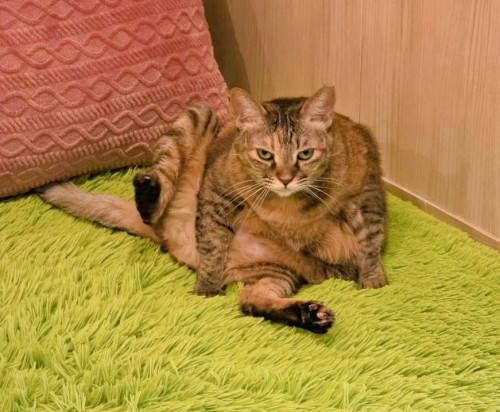 #大阪 #難波#なんば #猫カフェ#猫カフェ#保護猫カフェ猫の恵庭