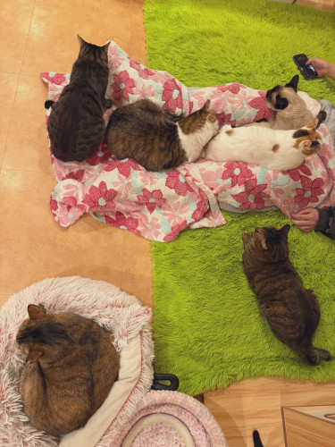 #大阪 #難波#なんば #猫カフェ#猫カフェ#保護猫カフェ猫の恵庭