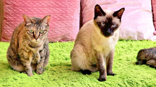 #大阪 #難波#なんば #猫カフェ#猫カフェ#保護猫カフェ猫の恵庭