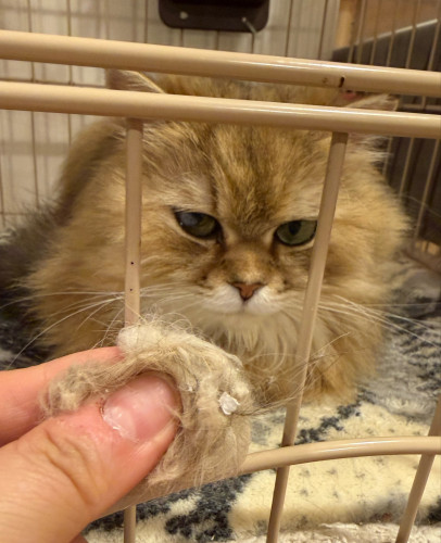 IMG_0854.jpeg