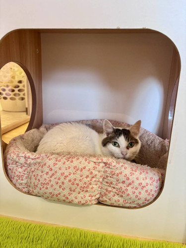 #大阪 #難波#なんば #猫カフェ#猫カフェ#保護猫カフェ猫の恵庭