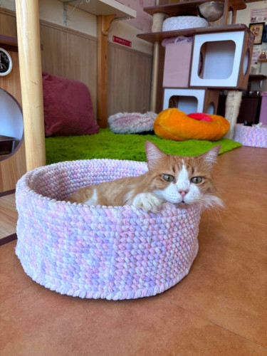 #大阪 #難波#なんば #猫カフェ#猫カフェ#保護猫カフェ猫の恵庭